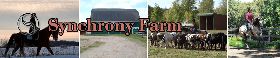 Synchrony Farm: horse lessons, training, and boarding in Saline, MI