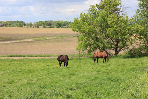 Some of our horses grazing in the pasture