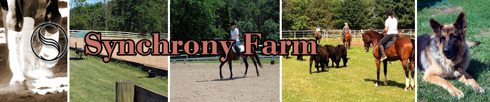 Synchrony Farm: horse lessons, training, and boarding in Saline, MI