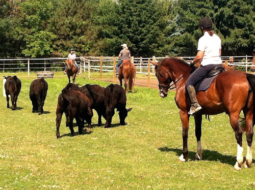 Julie working cows at the Brent Graef clinic