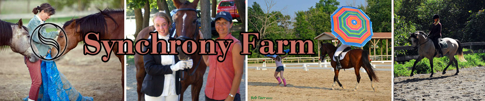 Synchrony Farm: horse lessons, training, and boarding in Saline, MI